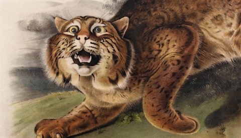 Viviparous.jpg
