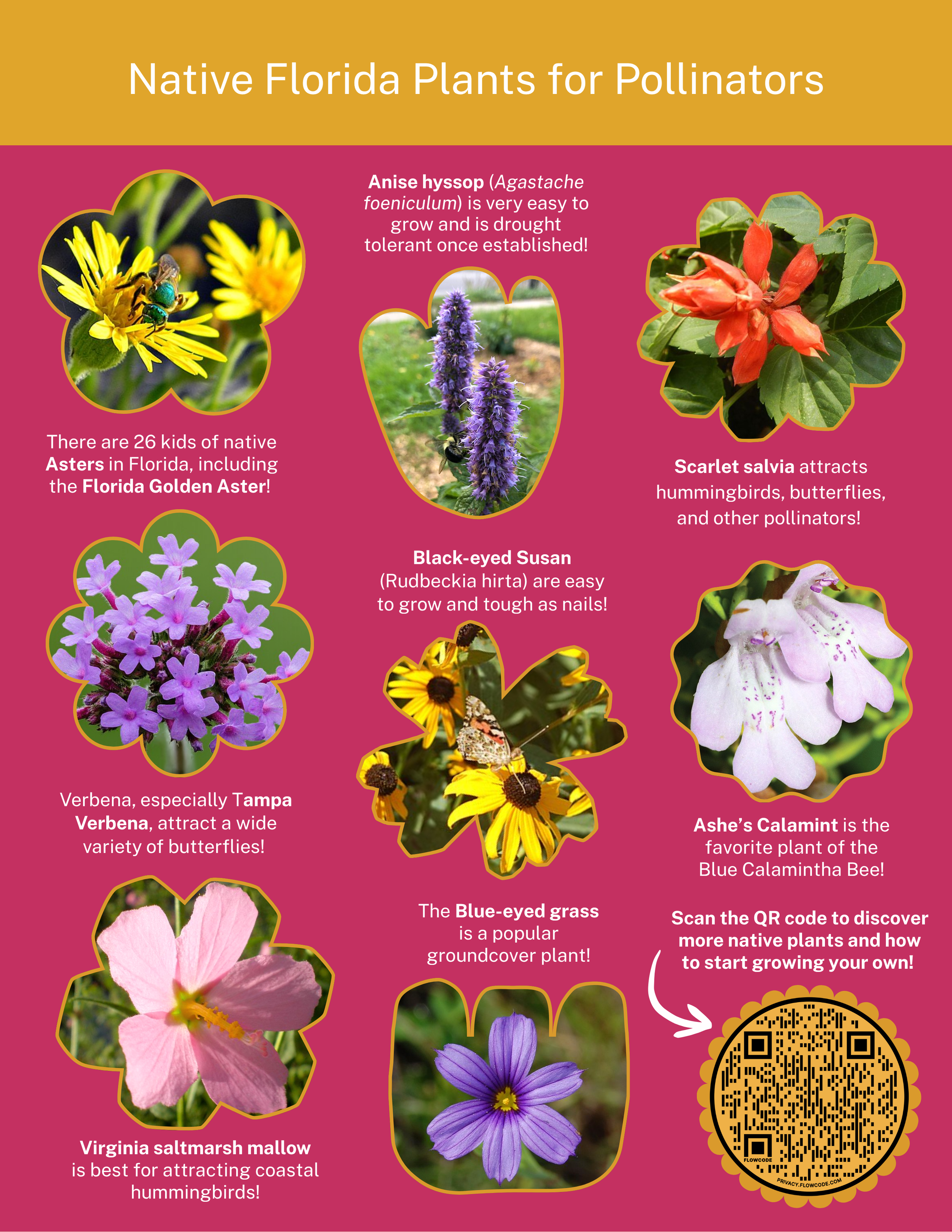 Graphic of 8 different native flowers for Florida Pollinators