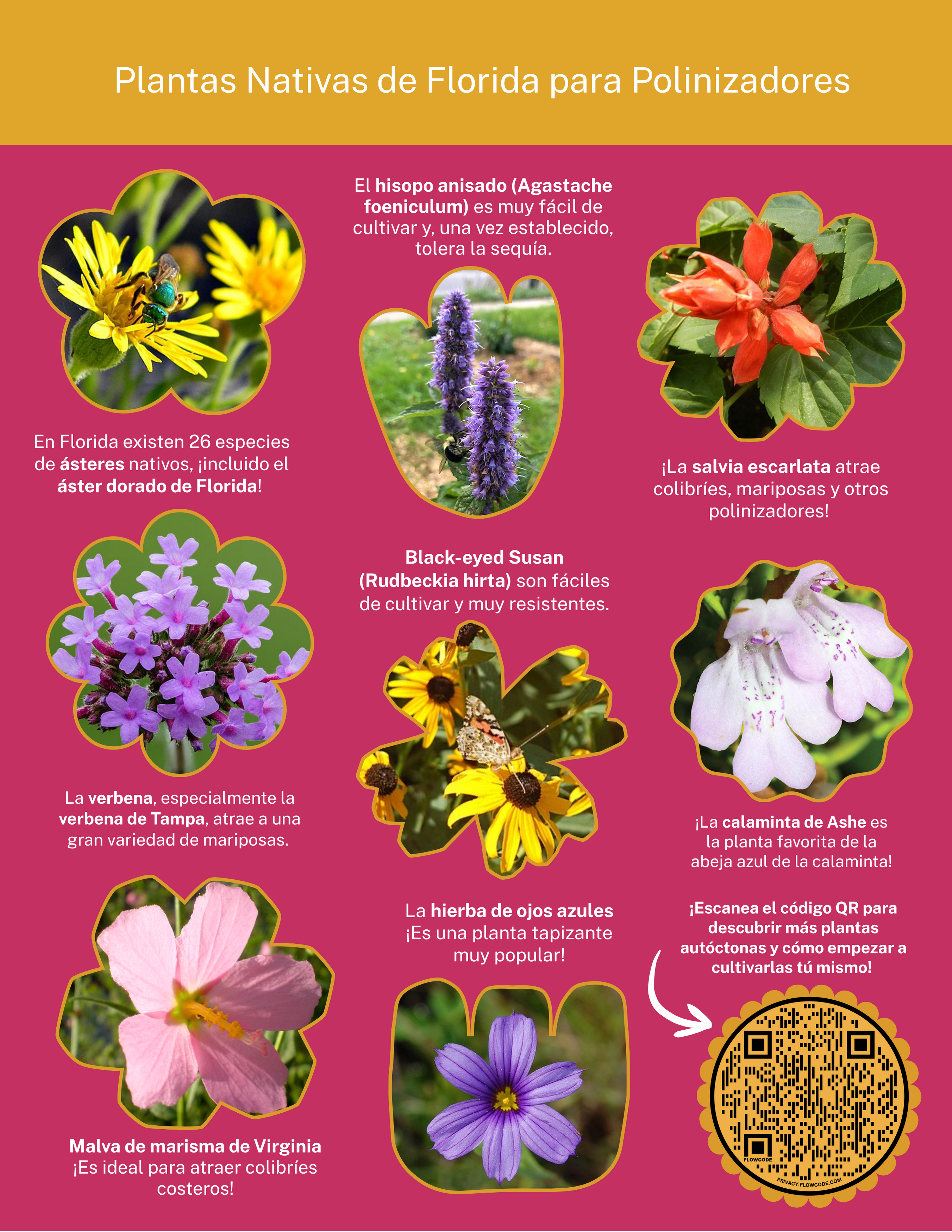 Spanish language graphic of 7 native flowers as inspiration 