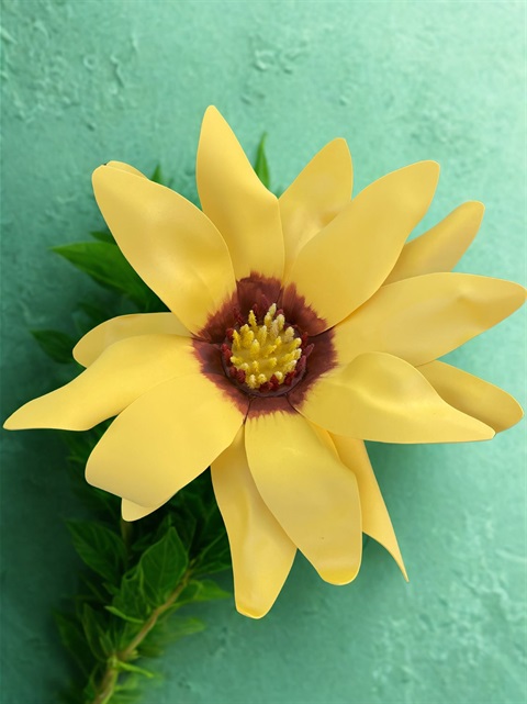 Haani Hogan Starry Rosinweed.jpg