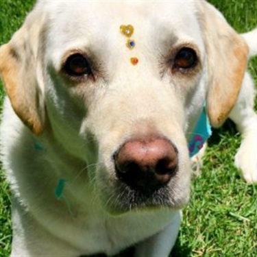 Bella Yellow lab with jewels on face
