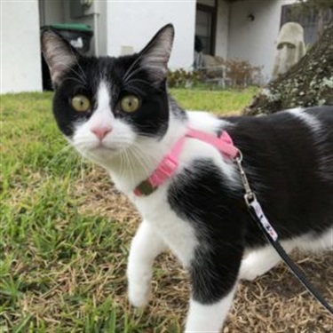black and white tuxedo cat on pink leash
