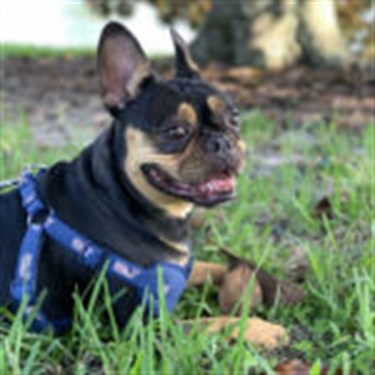 Dexter tan and black pug mix
