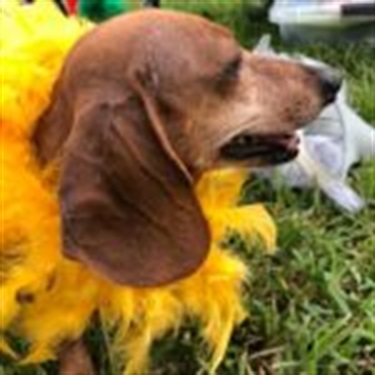brown Dachshund in yellow boa
