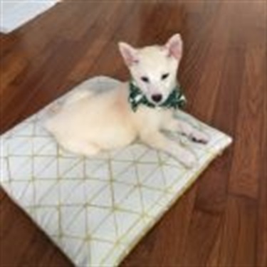 white dog with pointy ears