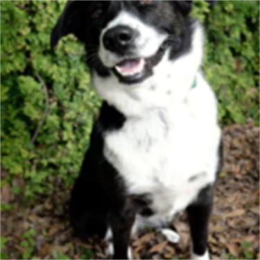 border collie black/white