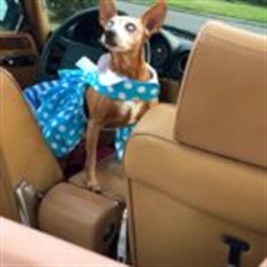 brown dog in blue and white dress