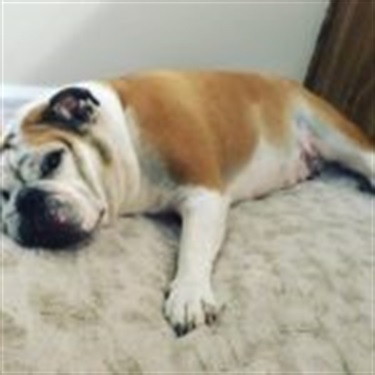 bulldog