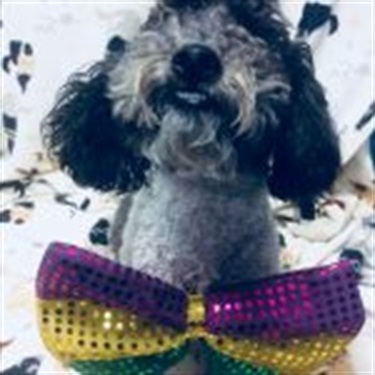 black & white labordoodle with mardi gras bow tie