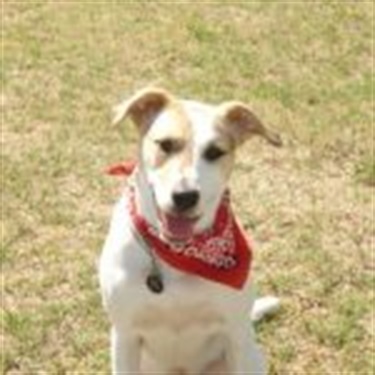 white jack russel with red bandana
