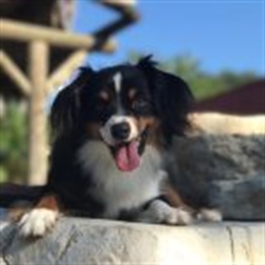 black/white/tan dog