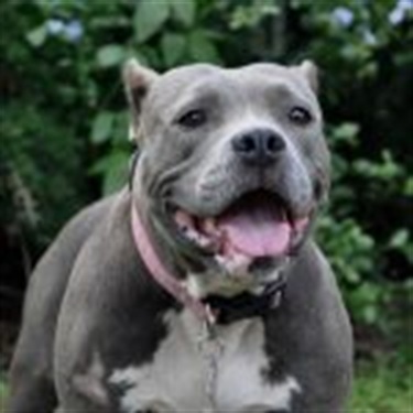 Gray/ White pitbull