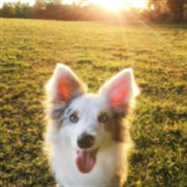 husky misk white