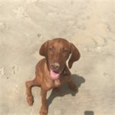 brown ridgeback