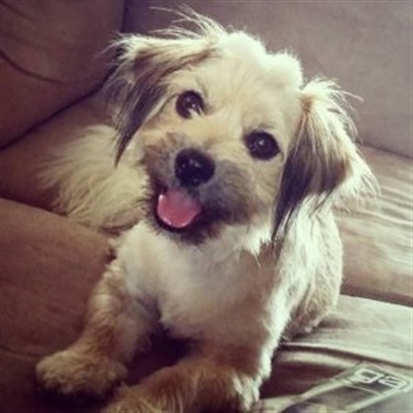 gray/white mix