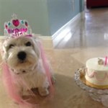white maltese with bday crown