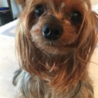 brown yorkie