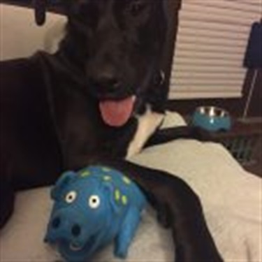 black mix with blue chew toy
