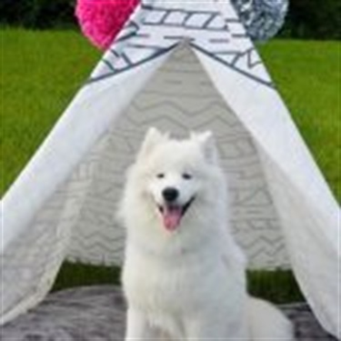 fluffy white dog
