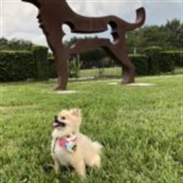 Pomeranian