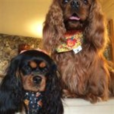 black and brown long hair daschunds