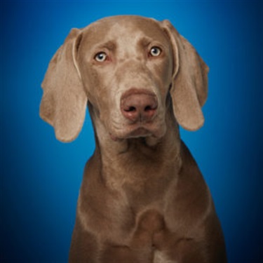 chocolate lab