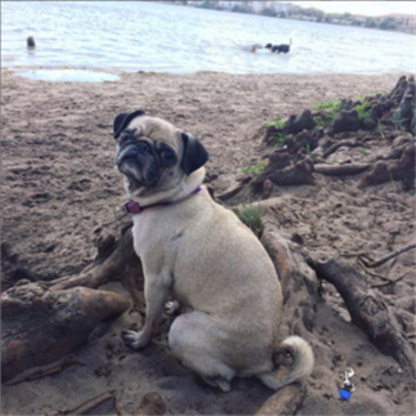 Pug