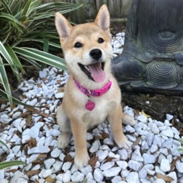 Shiba inu orange