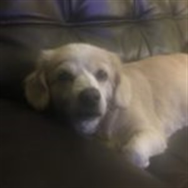 yellow lab on couch