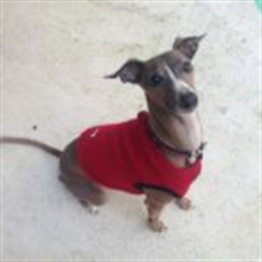 Jack Russell brown