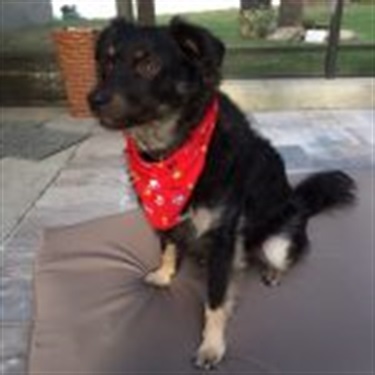 black dog with red bandanna and white front paws