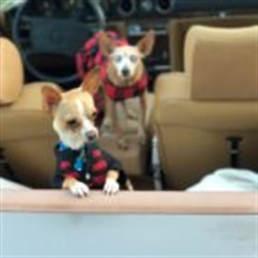 Chihuahua in a convertible