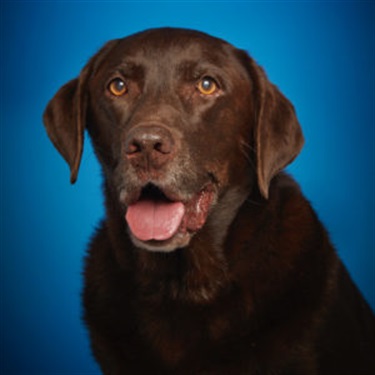 chocolate lab