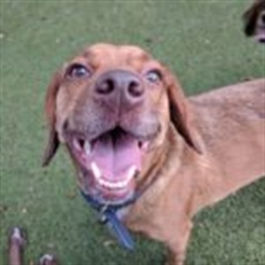 brown lab smiling