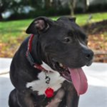 black/white pitbull