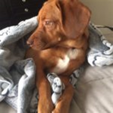 brown ridgeback in blanket