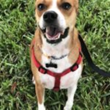 brown/white mix in red harness