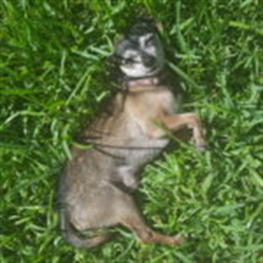 brown/gray dog laying in grass