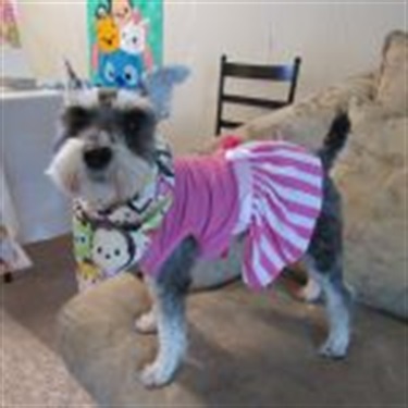 gray and white terrier in pink dress