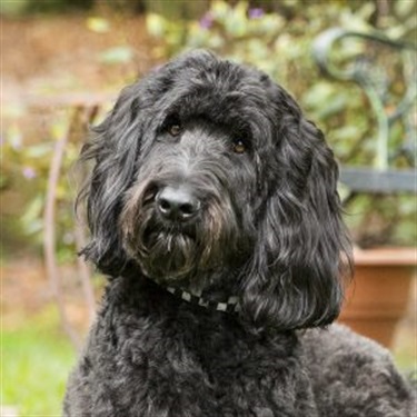 black labordoodle