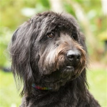Black labordoodle