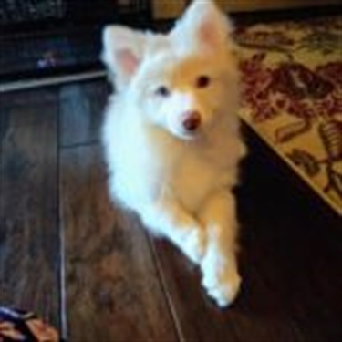 White Husky