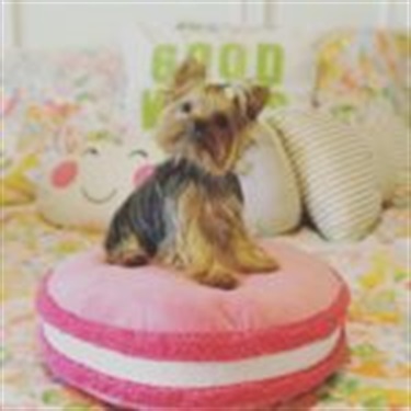 yorkie on pink dog bed