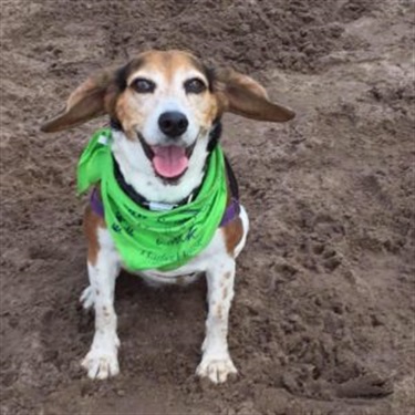 Beagle in green bandanna