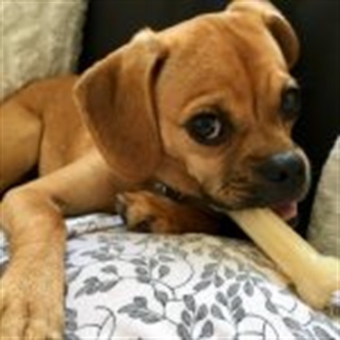 brown puppy with bone in mouth