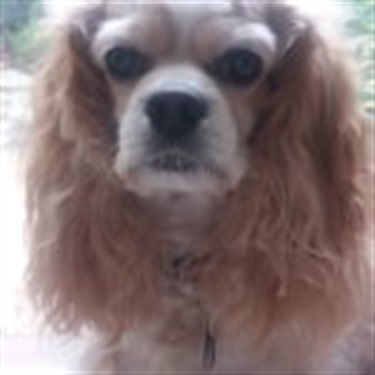 tan cocker spaniel