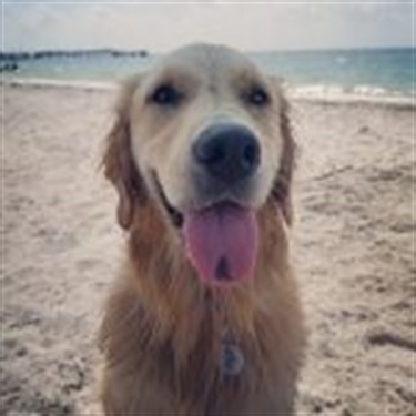 golden retriver