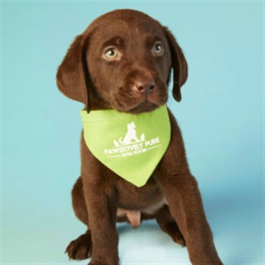 Chocolate lab with green bandana