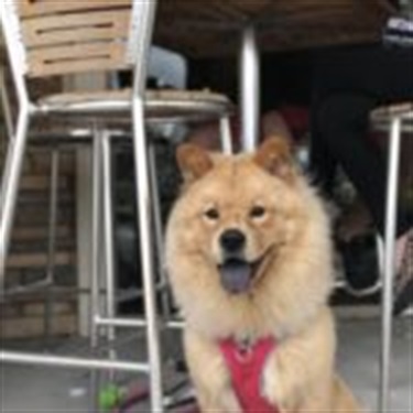 Pomeranian