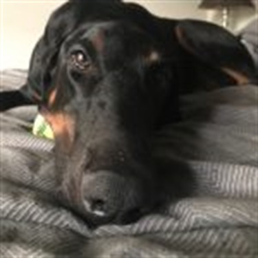 brown/black larger dog